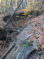 Дорогу преградили лесные завалы и овраги